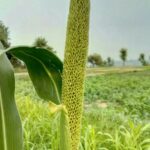 Nigerian pearl millet: 10 amazing health benefits and nutrition