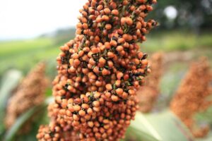 10 reasons why guinea corn (sorghum) is good for you