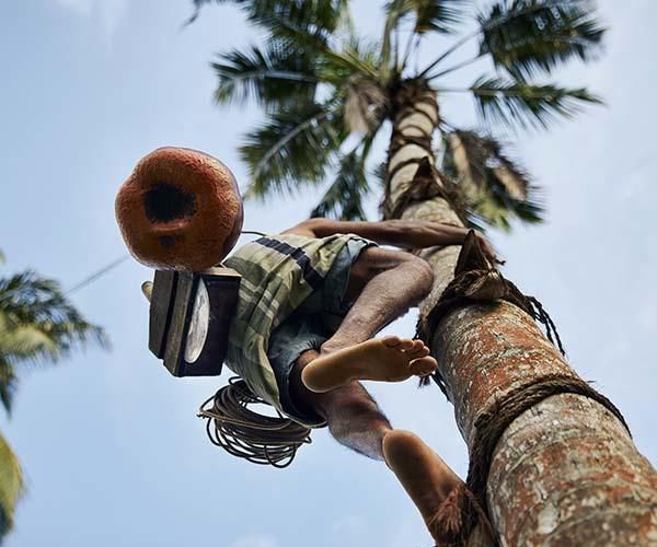 tapper climbing a palm tree to collect palm wine