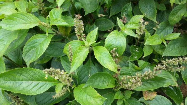 Scent leaf (Ocimum gratissimum): Benefits, Uses, and Side effect