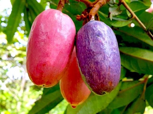 10 Reasons why African Pear (ube) is good for you