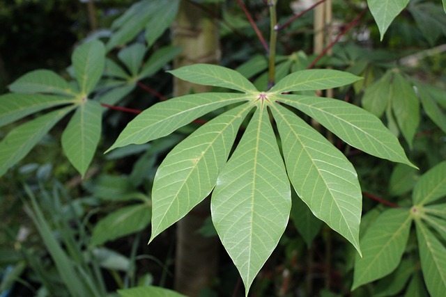 5 Reasons why you should eat more cassava leaves